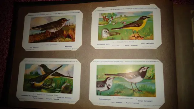 België - Vogels - 350 ansichtkaarten Ornithologie Vogels Roofvogels Uil Watervogels Adelaar - Ansichtkaartenalbum (Collectie van 350) - 1950