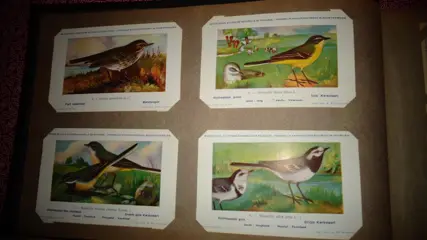 België - Vogels - 350 ansichtkaarten Ornithologie Vogels Roofvogels Uil Watervogels Adelaar - Ansichtkaartenalbum (Collectie van 350) - 1950