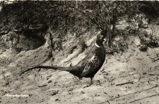 Nederland - Dier en Natuur --Waarbij weide vogels, roof en zangvogels -ook herten, zwijnen en vossen - Ansichtkaarten (Collectie van 125) - 1950-1980