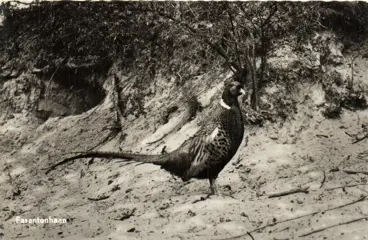 Nederland - Dier en Natuur --Waarbij weide vogels, roof en zangvogels -ook herten, zwijnen en vossen - Ansichtkaarten (Collectie van 125) - 1950-1980