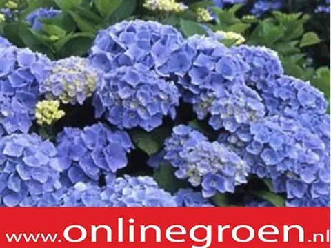 Vaste planten online kopen