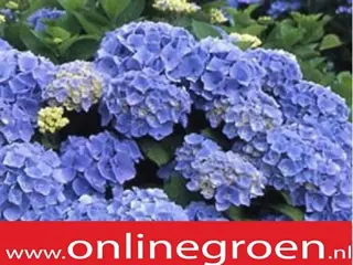 Vaste planten online kopen