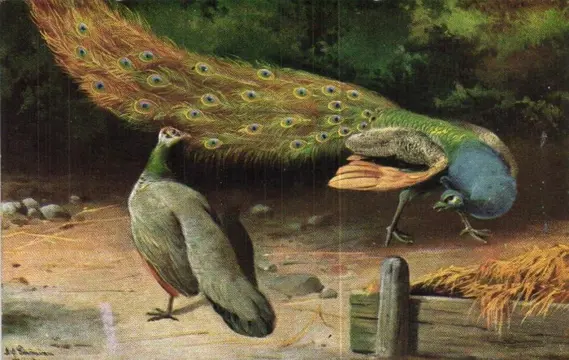 Pluimvee- Pauwen, Fazanten, Kippen en Kalkoenen- Waarbij reclamekaarten van P. Sluis en Illustrators - Ansichtkaarten (Collectie van 95) - 1900-1989