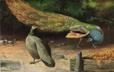 Pluimvee- Pauwen, Fazanten, Kippen en Kalkoenen- Waarbij reclamekaarten van P. Sluis en Illustrators - Ansichtkaarten (Collectie van 95) - 1900-1989