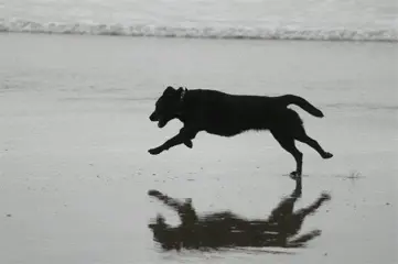Dierverzorger, hondenuitlaatster, oppas aangeboden