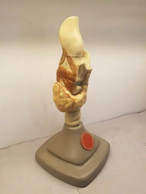 Anatomisch model (1) - Gips - Midden 20e eeuw
