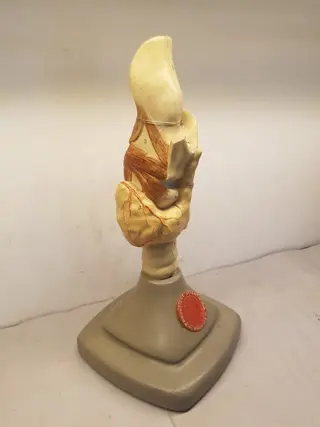 Anatomisch model (1) - Gips - Midden 20e eeuw