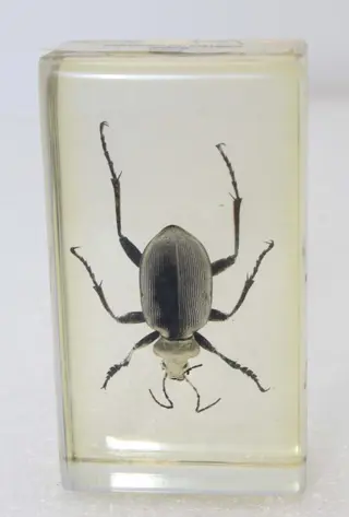 Insecten ingekapseld in Lucite (6) - Lucite