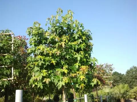 Liquidambar styraciflua leivorm / scherm / leiboom op stam