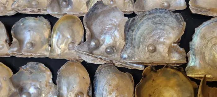 170 Oesters met Parels - Parelmoer
