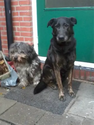 Herder kruising labrador(man) &amp; Friese stambij(vrouw)