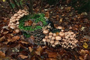 Vakantiehuis / vakantiewoning eventueel met paard Brabant