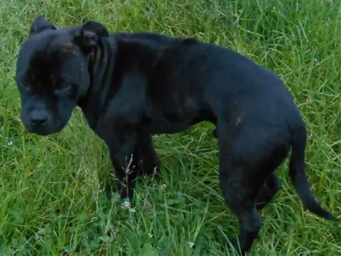 Te koop engelse staffort