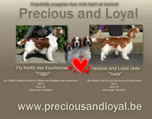 Welsh Springer Spaniel