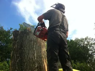 Houten beelden, adelaar,uil,olifant,diverse