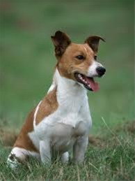 Jack Russell Trainen ? (Gratis Online Training)