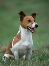 Jack Russell Trainen ? (Gratis Online Training)