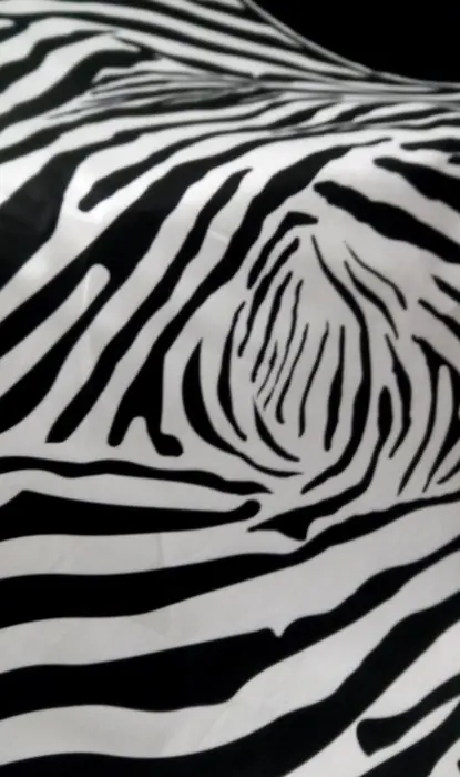 Stof met zebrapatroon - 400 x 140 cm - Hars/polyester, Katoen - 21e eeuw