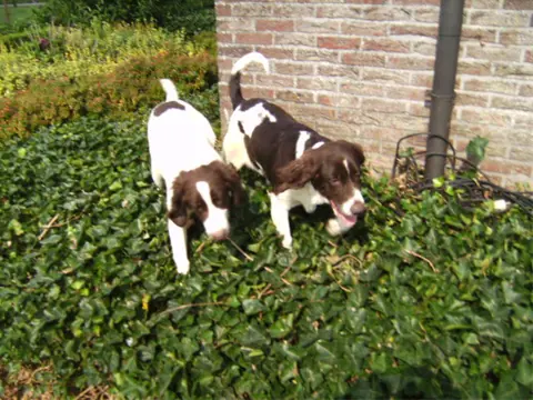 Drentse patrijshond /drent/drentsche patrijs