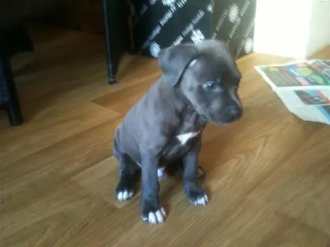 Pitbull pupy van 8 weekjes oud ( blue nose)