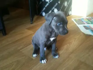 Pitbull pupy van 8 weekjes oud ( blue nose)