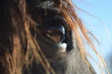 Therapie met paarden