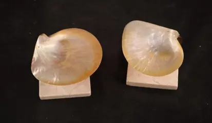 Paar vintage schelpenschaaltjes - Parelmoer