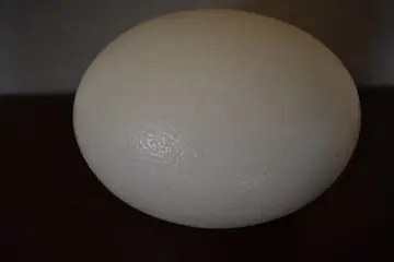 struisvogeleieren (3) - struisvogelei - schaal