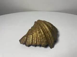bronzen schelp - Brons