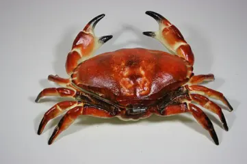 Big Crab, storage box - IJzer (gegoten/gesmeed)