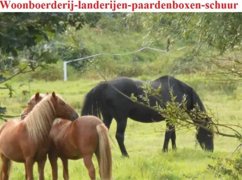 Woonboerderij, landerijen, paardenboxen, schuur. Landelijk .