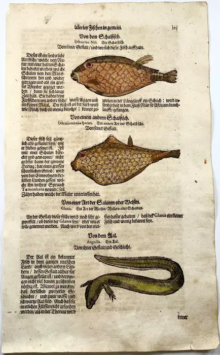 Conrad Gesner (1516-1565) - 3 woodcuts on Foio, hand coloured, Boxfish, Eel