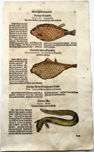 Conrad Gesner (1516-1565) - 3 woodcuts on Foio, hand coloured, Boxfish, Eel