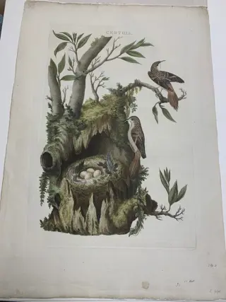 Sepp en Nozeman - De Certhia by Sepp & Nozeman