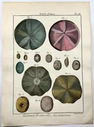 Lot of 2 Quarto engravings by Pietro Scattaglia 1739 ca-1810 - Sea urchins, marine life, hand coloured