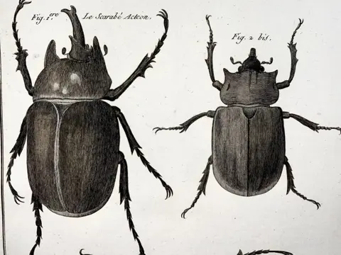Lot of 2 quarto by Pierre André Latreille (1762 - 1833) ; Benard sc. - Scarab Beetles