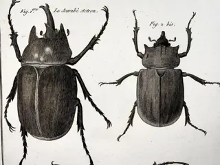 Lot of 2 quarto by Pierre André Latreille (1762 - 1833) ; Benard sc. - Scarab Beetles