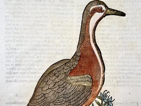 Conrad Gesner (1516-1565) - Wadingbird, Sandpiper, Hand coloured, Folio Woodcut