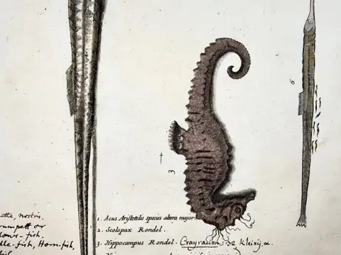 Paul van Somer (1577-1621) - Ichthyology, Seahorse, Hippocampus, Gar, Trumpet fish, Large folio copper engraving - 1686