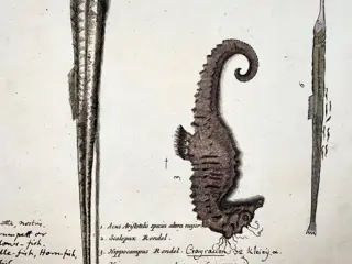 Paul van Somer (1577-1621) - Ichthyology, Seahorse, Hippocampus, Gar, Trumpet fish, Large folio copper engraving - 1686