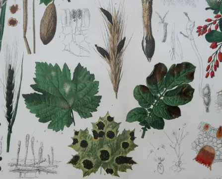 Brockhaus - Set of 18 Antique Botanical Prints - Botany