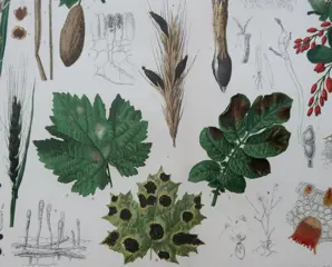 Brockhaus - Set of 18 Antique Botanical Prints - Botany