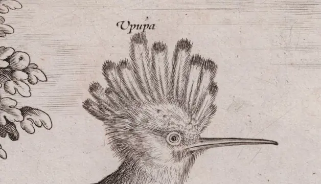 Adriaen Collaert (1560-1618) - Landscape with Hoopoe and Acanthis