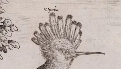 Adriaen Collaert (1560-1618) - Landscape with Hoopoe and Acanthis