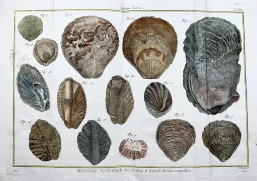Pietro Scattaglia (1739 ca-1810) - 2 large folio plates hand coloured: Ostrea, Oysters