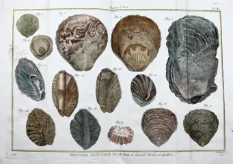 Pietro Scattaglia (1739 ca-1810) - 2 large folio plates hand coloured: Ostrea, Oysters