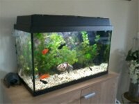 In heel goede staat: Juwel aquarium