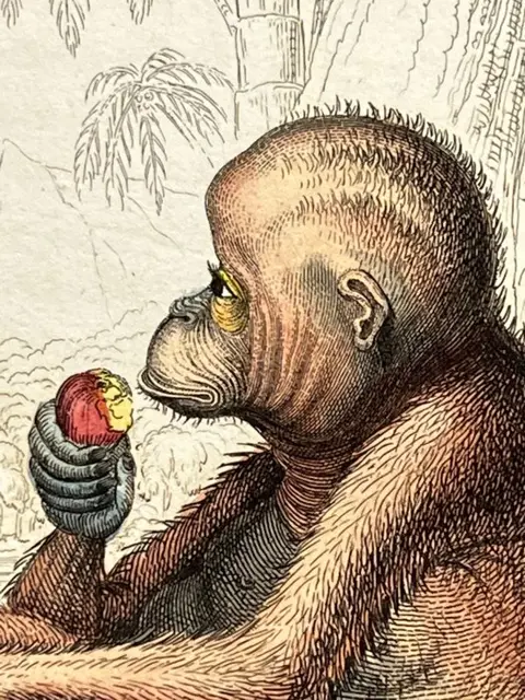 Jardine - 6 Zoology prints - Monkeys, Primates