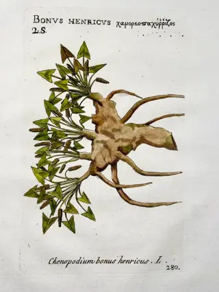 Pierre Richer de Belleval (1564-1632) - Lot of 3 engravings, Asparagus, goosefoot, sow thistle, botany