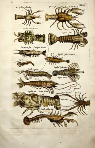 Matthäus I Merian (1593-1650) - Folio, squid, lobster, crab, marine life, prawns